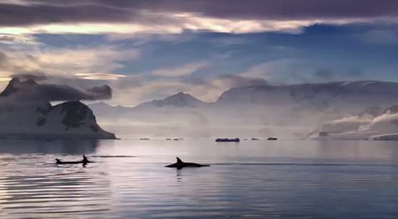Одинокий кит-полосатик храбро уплывает от гонящихся за ним косаток, и это волнует не хуже триллера